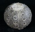 Detailed Nenoticidaris Fossil Urchin - Morocco #10618-1